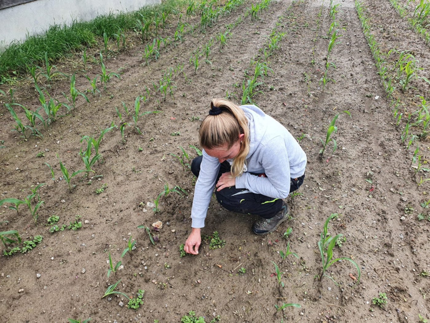Andrea Ramseyer sucht nach den «gewünschten» Pflanzen, für in ihr Herbarium. Schlussendlich wurde sie fündig. (Bild zVg)