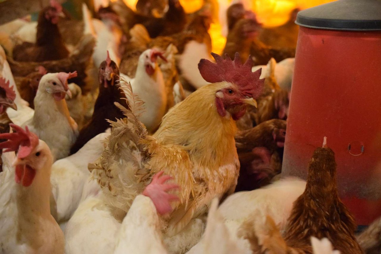 Tausende von Hühnern mussten gekeult werden. (Symbolbild jba)