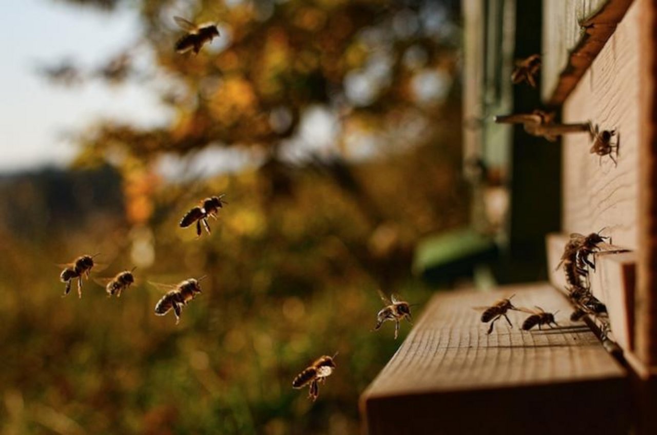 Nicht überall fliegen die Bienen so munter. (Symbolbild Pixabay)