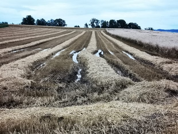 Ein Bild, das man derzeit häufig antrifft: Das Getreide konnte zwar gedroschen werden, das Stroh liegt aber immer noch auf dem Feld und teilweise auch im Wasser. (Bild Daniela Joder)