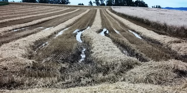 Ein Bild, das man derzeit häufig antrifft: Das Getreide konnte zwar gedroschen werden, das Stroh liegt aber immer noch auf dem Feld und teilweise auch im Wasser. (Bild Daniela Joder)