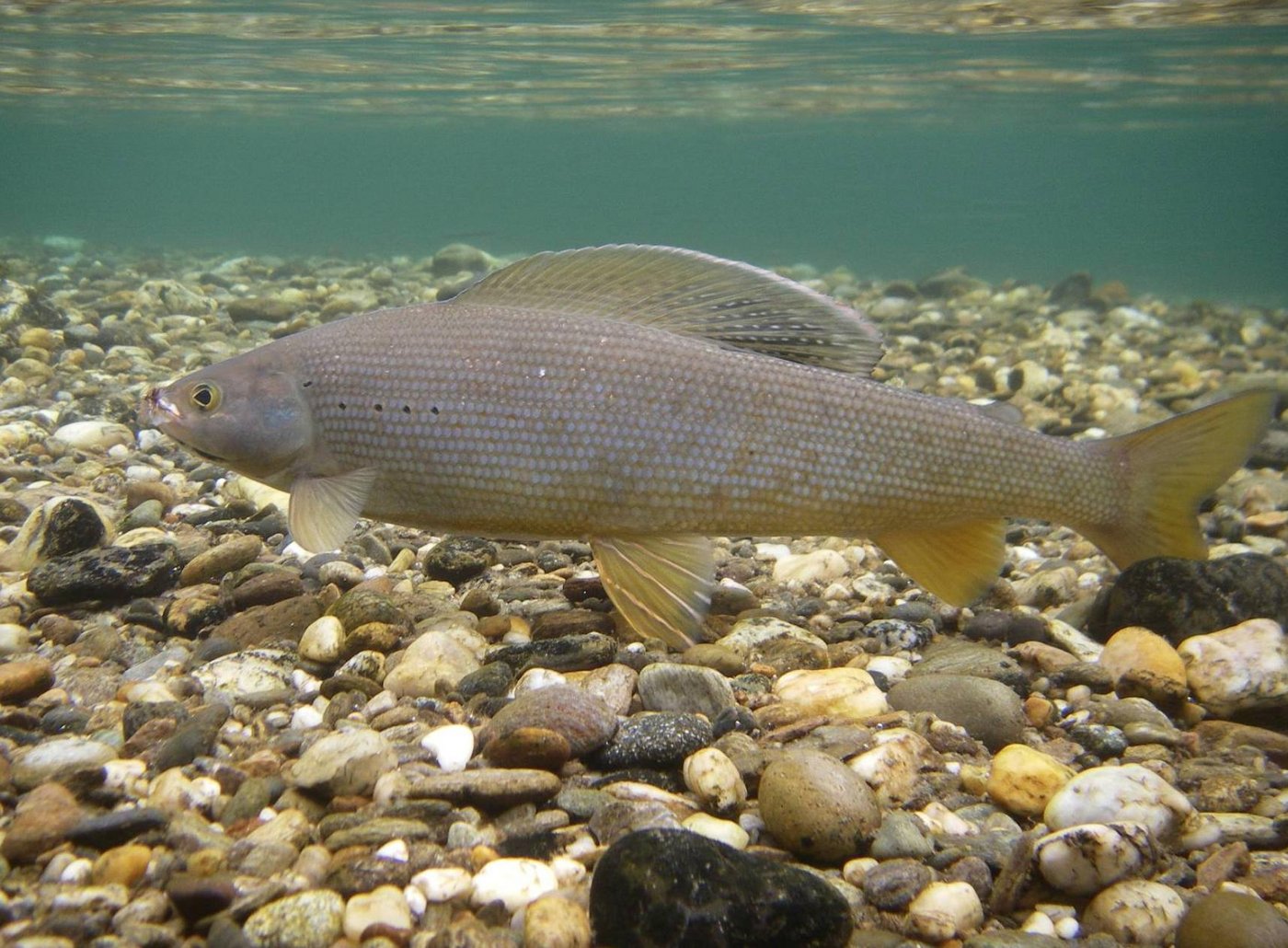 Nur fünf Prozent der Äschen im Schaffhauser Rheingebiet überlebten den Rekordsommer 2003. (Bild Wikimedia/Aksmith)