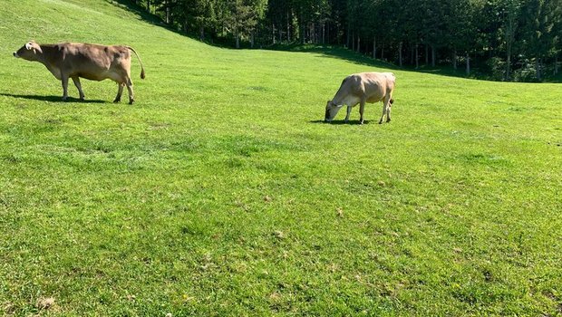 STS: Absenkpfade sind erste Schritte zum «Aufbaupfad Tierwohl» Dass auch mit den neuen Anreizsystemen die Tiere genügend lange auf die Weide können und die Zucht in die richtige Richtung geht, ist dem STS ein Anliegen. (Bild Josef Scherrer)