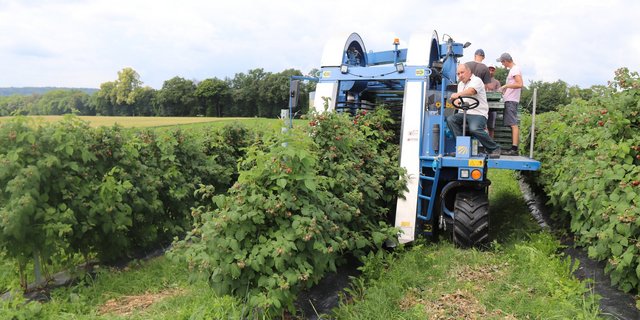 Jürg Beglinger sitzt am Steuer des Himbeervollernters. Bilder: Roland Müller
