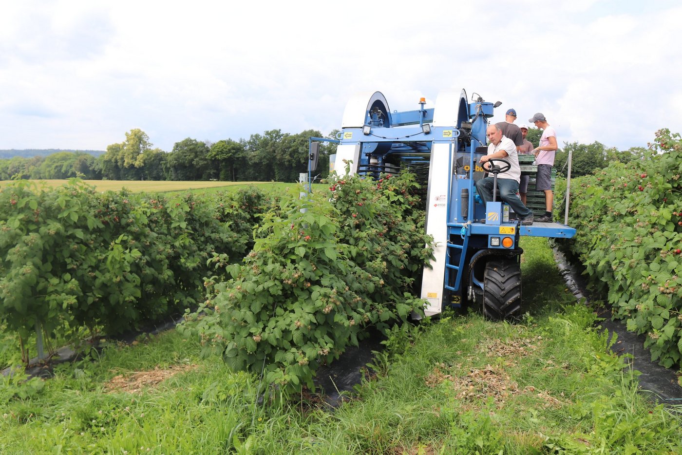 Jürg Beglinger sitzt am Steuer des Himbeervollernters. Bilder: Roland Müller