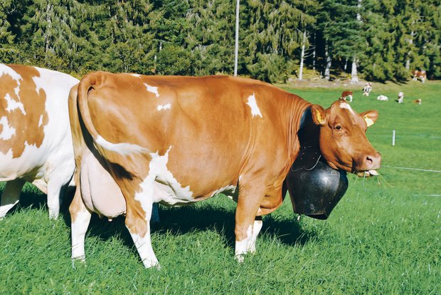 Eine robuste und leistungsfähige Swiss-Fleckvieh-Kuh ist gefragt. Diese soll aber nicht nur schön sein, sondern auch langlebig, mit einer guten Fruchtbarkeit und tiefen Zellzahlen.(Bild Peter Fankhauser)