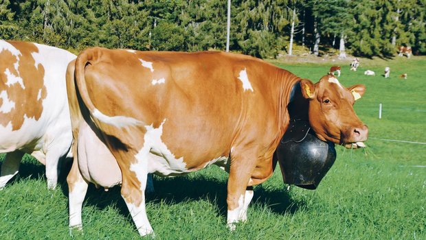 Eine robuste und leistungsfähige Swiss-Fleckvieh-Kuh ist gefragt. Diese soll aber nicht nur schön sein, sondern auch langlebig, mit einer guten Fruchtbarkeit und tiefen Zellzahlen.(Bild Peter Fankhauser)