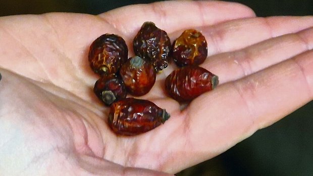 Hagebutten dienen im Hagebutten dienen im Pferdestall als Belohnungssnack. Dieser ist äusserst wertvoll.