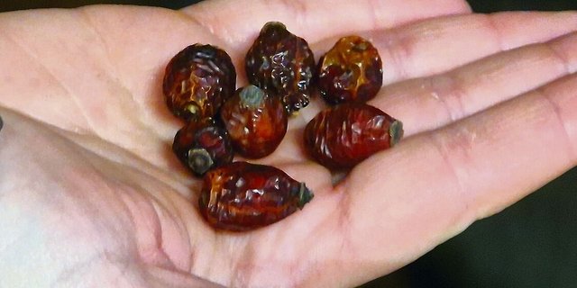 Hagebutten dienen im Pferdestall als Belohnungssnack. Dieser ist äusserst wertvoll.