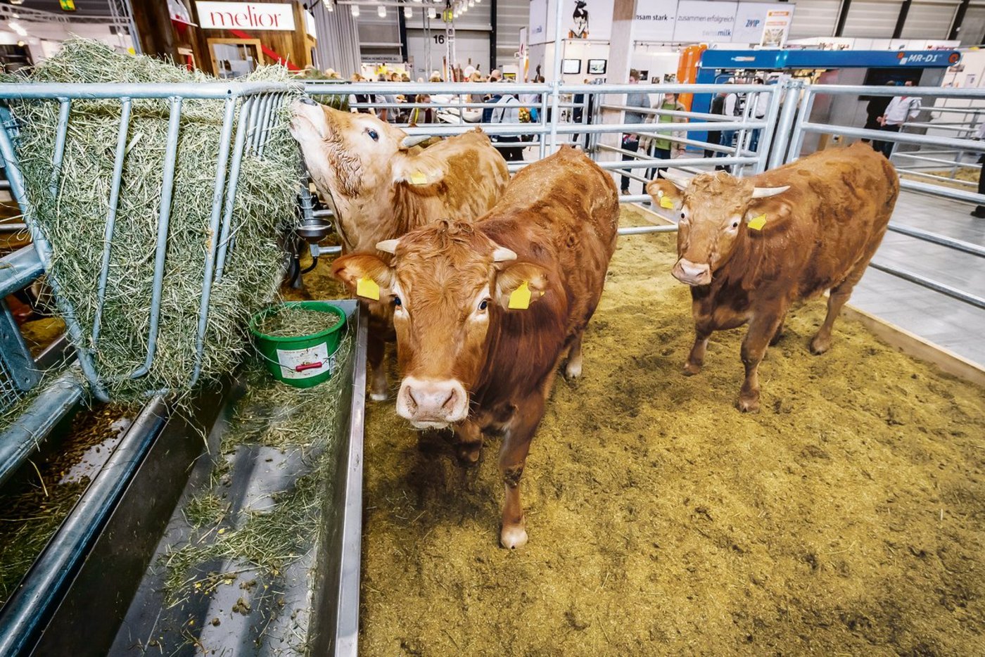 Tierausstellungen von Mutterkühen, Kleinwiederkäuern oder Schweinen gehören dazu.(Bild zVg)