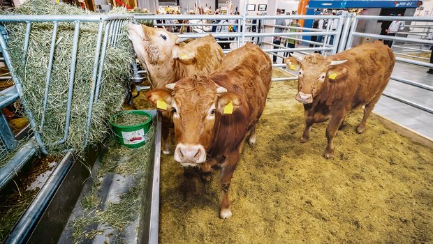 Tierausstellungen von Mutterkühen, Kleinwiederkäuern oder Schweinen gehören dazu.(Bild zVg)