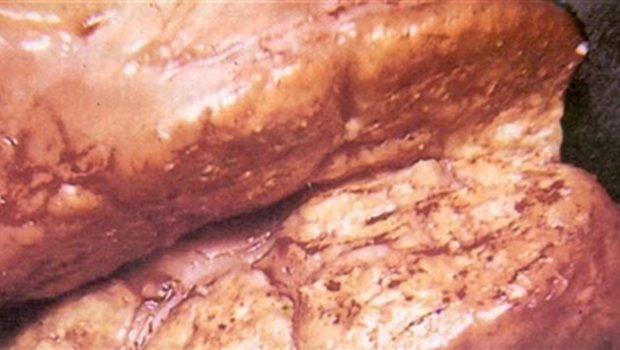  Tuberkulose-Granulom in den Lymphknoten eines Rinds. (Bild fao.org) 