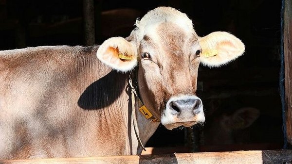 Vermehrt berichten Betriebe mit BTV von Aborten oder der Geburt von blinden Kälbern oder solchen mit starken Missbildungen. 