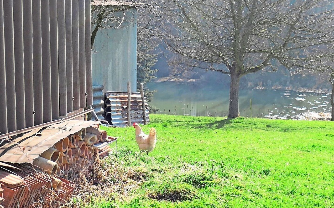 Die Hennen auf dem Moosmülihof sind am liebsten frei unterwegs.