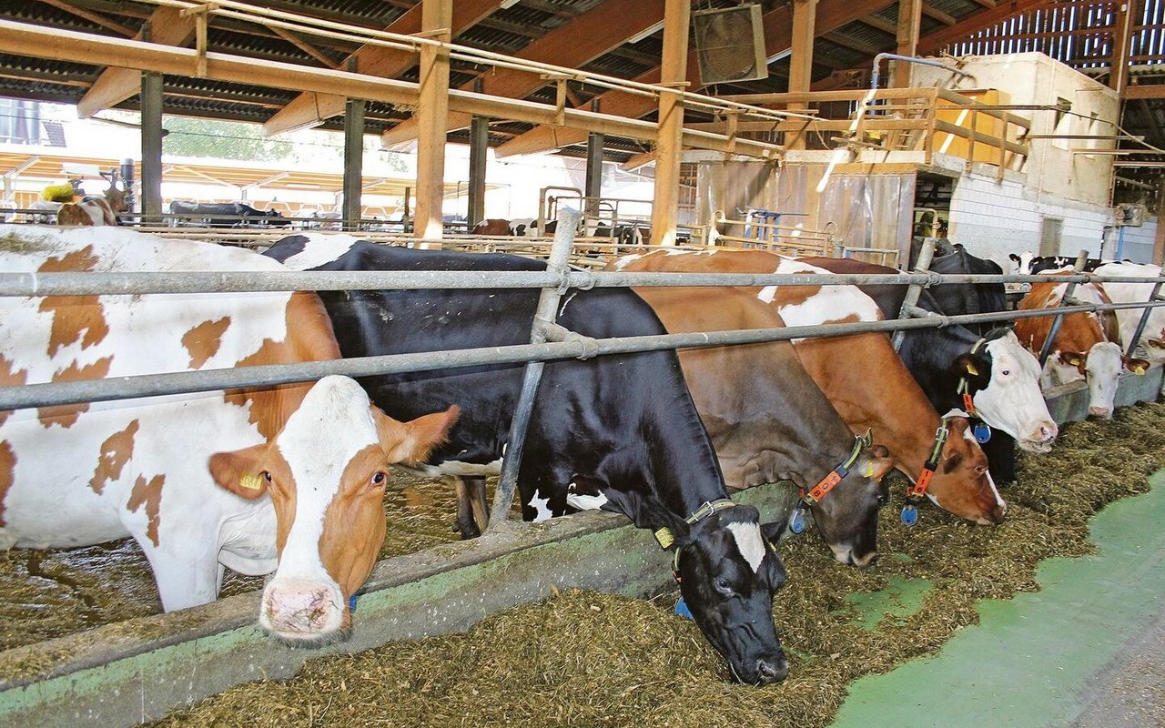 Die Betriebsgemeinschaft kreuzt bei ihren Holstein-Kühen auch schon mal Jersey ein. Sie achten auf lange Zwischenkalbezeiten, bis die Milch zurückgeht.