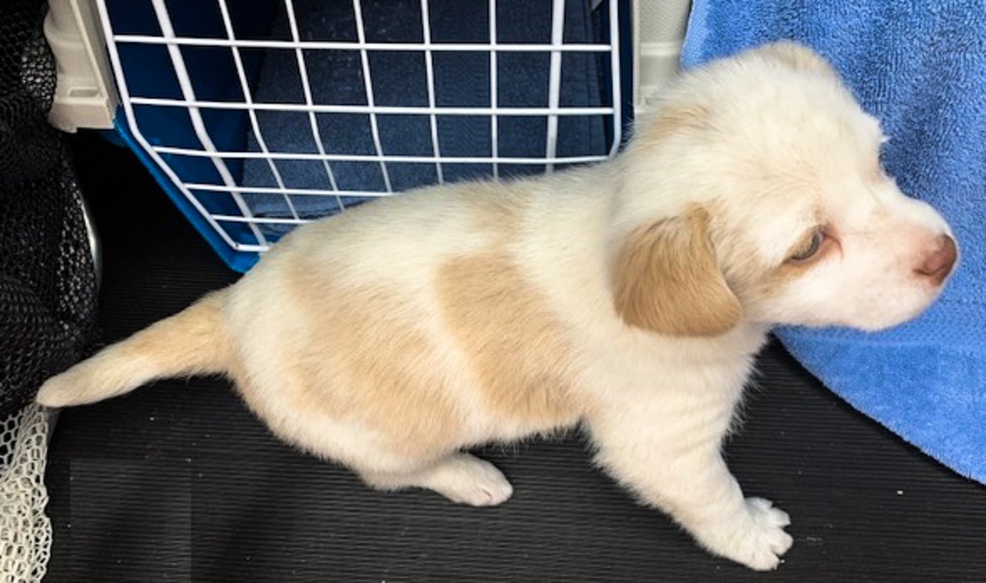 Der ausgesetzte Welpe ist ein Labrador- oder Hirtenhundmischling. (Bild Gemeindepolizei Regensdorf)