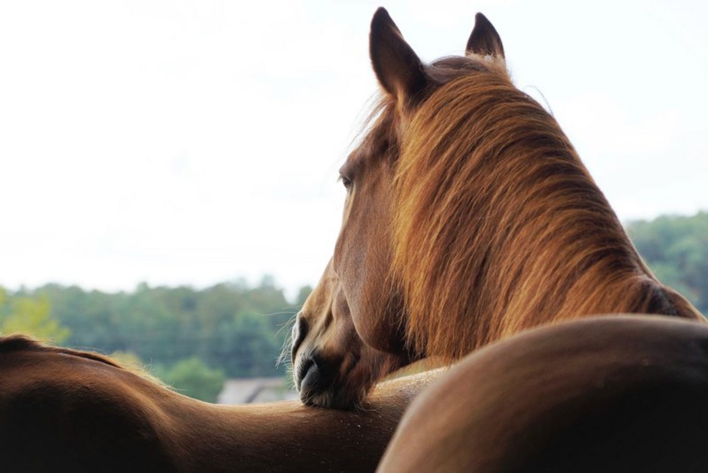 Die Förderungs- und Erhaltungsprojekte des Bundes kommen allen Freibergern zugute, inklusive dem Urfreiberger. (Symbolbild BauZ Ruth Aerni) 