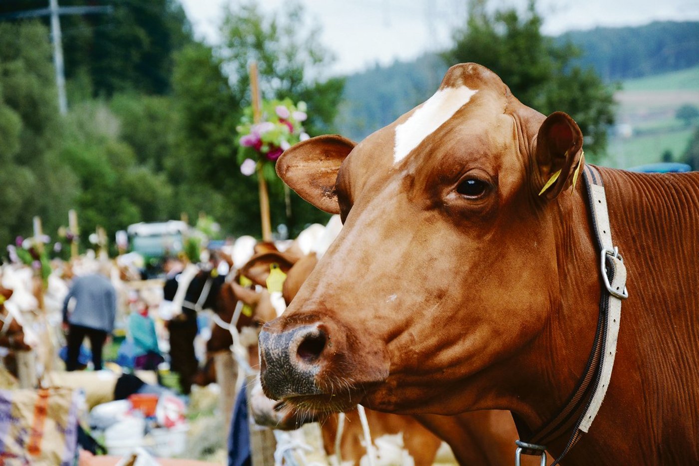 Viehschauen und Ausstellungen fallen aufgrund der Corona-Krise aus. Auch die Feldtests der Pferde können nicht stattfinden. Was fehlt, wenn solche Zuchtanlässe wegfallen?(Bild sb)