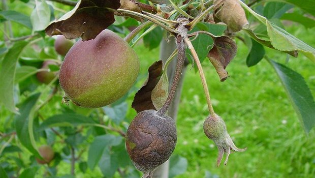 Die Definition von Gebieten mit geringer Prävalenz soll den professionellen Obstbau vor dem Feuerbrand schützen. (Bild BauZ)