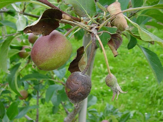 Neue Regeln bei der Bekämpfung von Feuerbrand beachten Die Definition von Gebieten mit geringer Prävalenz soll den professionellen Obstbau vor dem Feuerbrand schützen. (Bild BauZ)