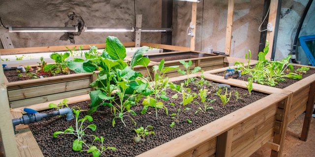 Üppiges Wachstum sieht anders aus: Das Gemüse im Hagerbachstollen wird nur mit den Ausscheidungen der Fische gedüngt. Vom Gemüsebeet kehrt das Wasser zu den Fischen zurück. Das Licht kommt von LED-Lampen. Bild: Gian Vaitl