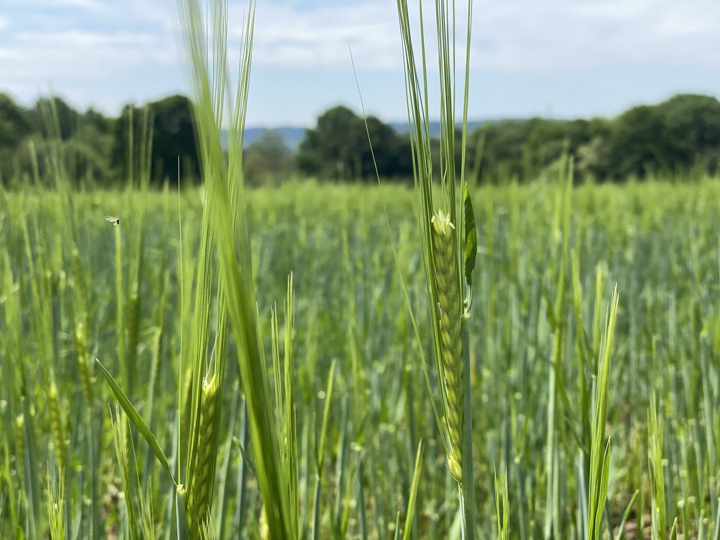 Die Gerste befindet sich vielerorts in der Blüte. Gegenüber dem Vorjahr ist sie damit zirka eine Woche voraus. (Bild Katrin Erfurt)
