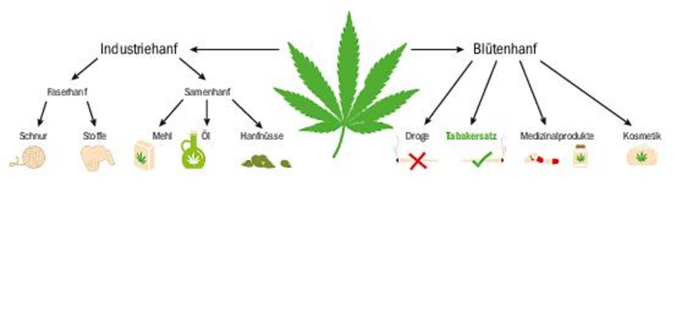 Wo bisher vor allem Produkte aus Industrie-Hanf offiziell verkauft werden durften, setzt sich nun auch der Blütenhanf durch. (Grafik N. Baumgartner/T.  Bernard)
