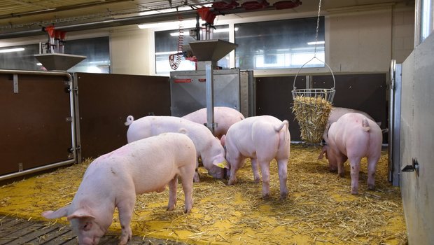 Die Suisag will den Ursachen von Darmverdrehungen auf den Grund gehen Als Vorbereitung wurden bereits über 950 Proben von sicher diagnostizierten HIS-Fällen gesammelt. (Bild Suisag)