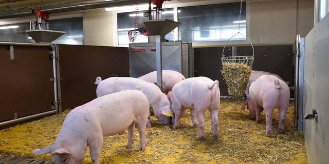 Als Vorbereitung wurden bereits über 950 Proben von sicher diagnostizierten HIS-Fällen gesammelt. (Bild Suisag)