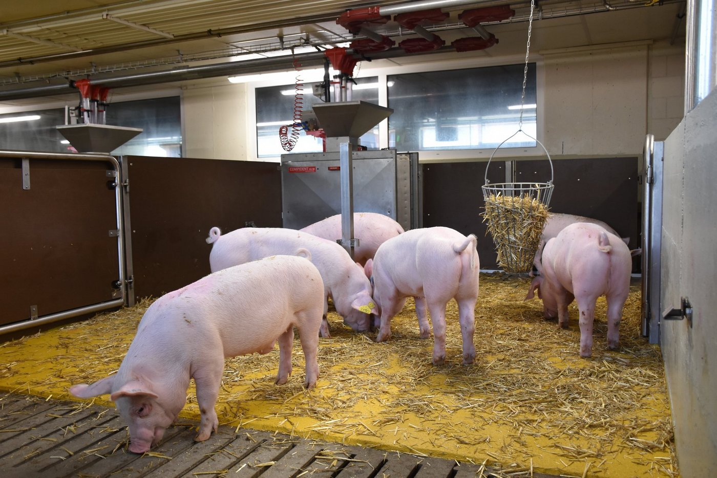 Als Vorbereitung wurden bereits über 950 Proben von sicher diagnostizierten HIS-Fällen gesammelt. (Bild Suisag)