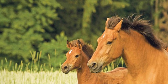 BarthDie Zucht von Freibergern ist weiterhin rückläufig. Sollte die in Züchterkreisen als «Fohlenprämie» bezeichnete finanzielle Unterstützung an Zuchtstuten kippen, dürfte die Rasse grossen Schaden nehmen, sagt RRFB-Präsident Christoph Saner. (Bild Helene Marti)