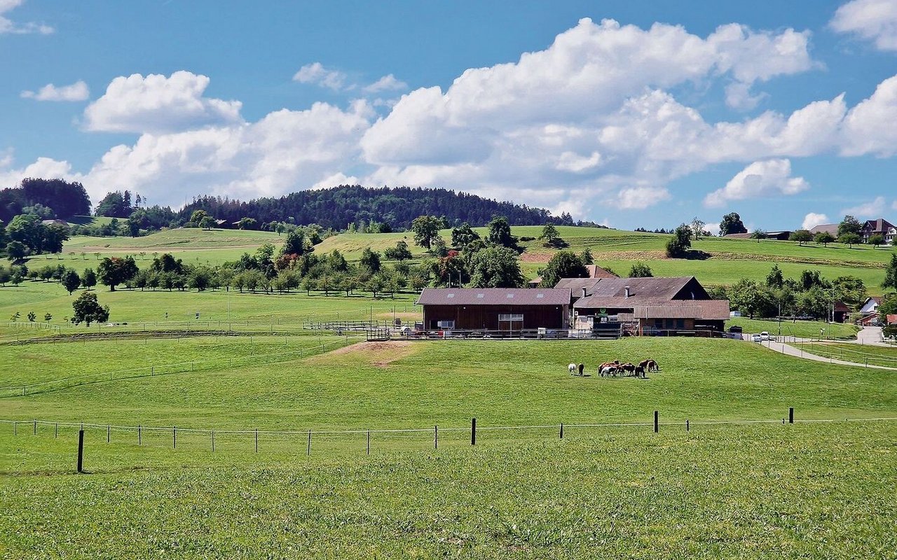 Der idyllisch gelegene Hof der Familie Kuster im Thurgau beherbergt 65 Pferde. 