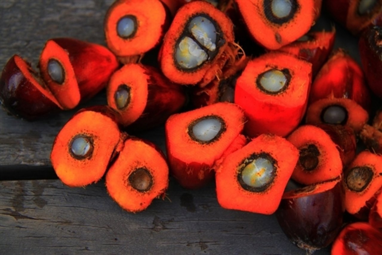 Palmöl ist höchst umstritten. (Bild Pixabay)