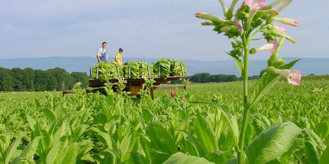 Von 2001 bis 2014 ging die Zahl der Tabakpflanzer von 357 auf 198 zurück. Jetzt sollen sie besere Unterstützung erhalten. (Bild: BauZ) 