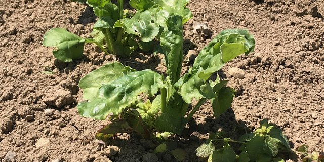 Erfolgt die Bestellung früh genug, ist es leichter von den neuen Sorten, die vor kurzem auf der Liste der empfohlenen Sorten eingetragen wurden, zu profitieren. (Bild BauZ)