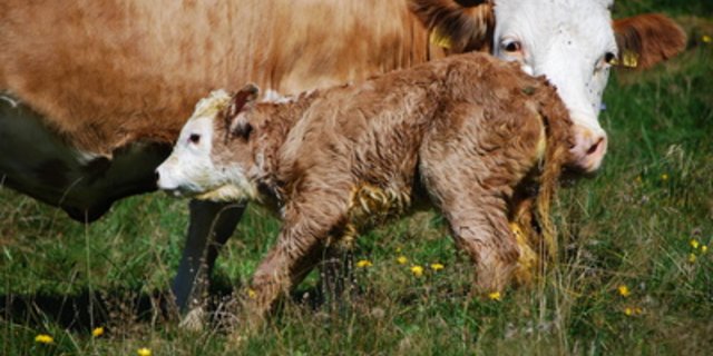 Nachdem diesen Sommer auf Bündner Alpen elf Kälber gestorben sind, steht die Forderung im Raum, keine unbeaufsichtigten Abkalbungen auf Weiden jeglicher Art zuzulassen. (Bild Pixelio/Helmut J. Salzer)