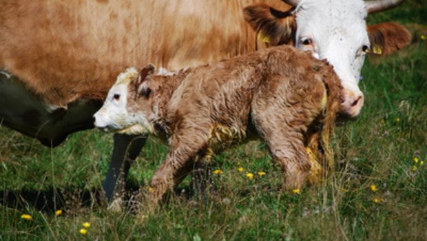 Nachdem diesen Sommer auf Bündner Alpen elf Kälber gestorben sind, steht die Forderung im Raum, keine unbeaufsichtigten Abkalbungen auf Weiden jeglicher Art zuzulassen. (Bild Pixelio/Helmut J. Salzer)