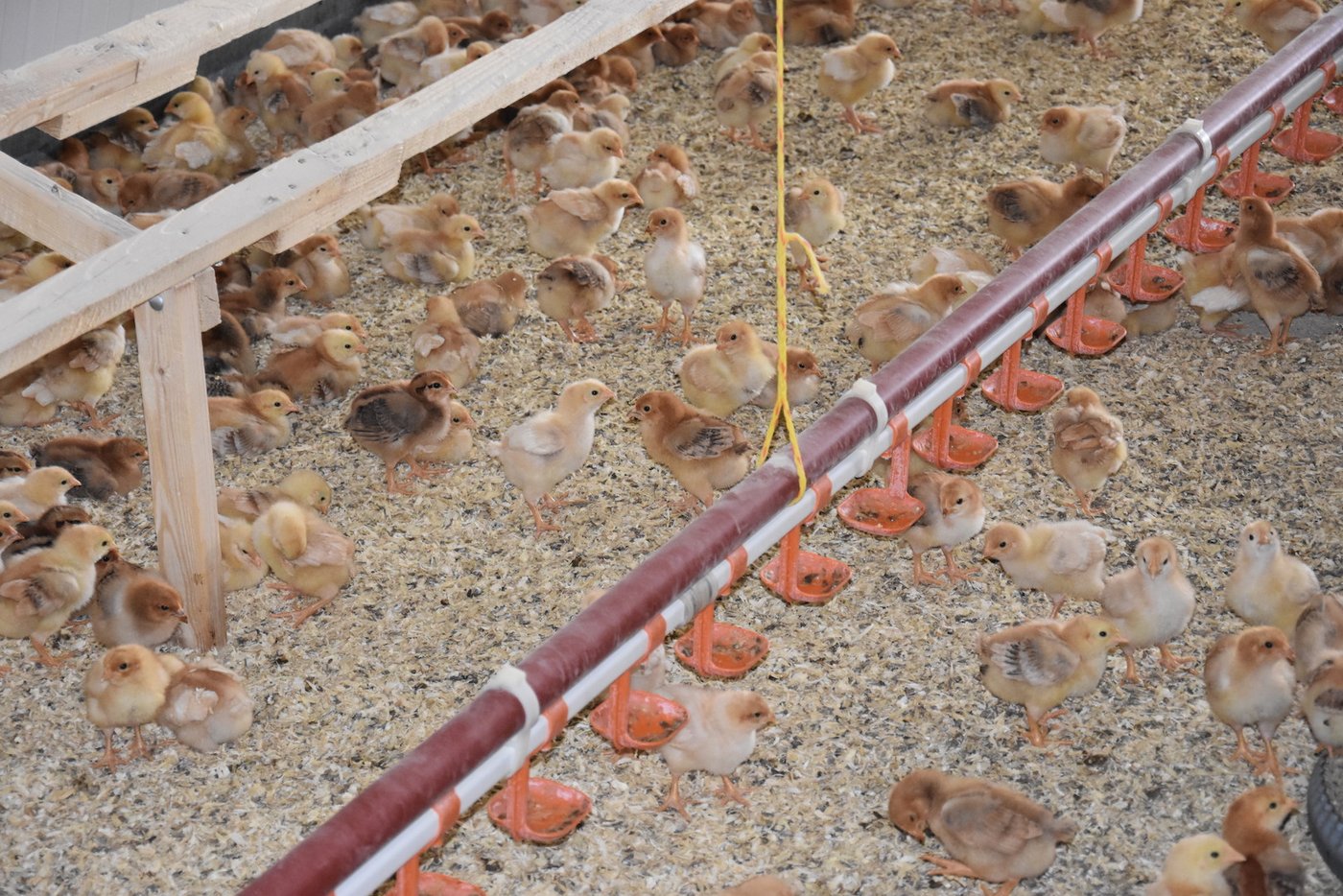 2500 Küken werden im Vormaststall insgesamt drei Wochen gehalten bis sie dann ins Aussengehege kommen – doppelt so lang wie in der konventionellen Haltung.