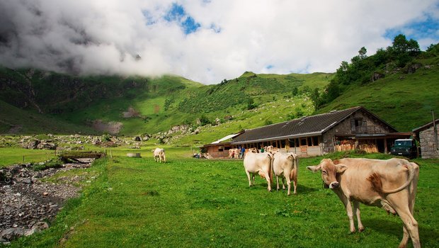 Sie wären willkommen, neue Milchproduzenten mit ihren Kühen, und stehen doch nicht Schlange bei den ZMP. Der Vorstand fürchtet, dass die Milchmenge künftig sinkt. (Symbolbild Pixabay)