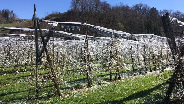 In der Schweiz haben die Obstbauern derzeit mit frostigen Nachttemperaturen zu kämpfen. Hier eine beregnete Obstplantage im Kanton Bern. (Bild jsc)