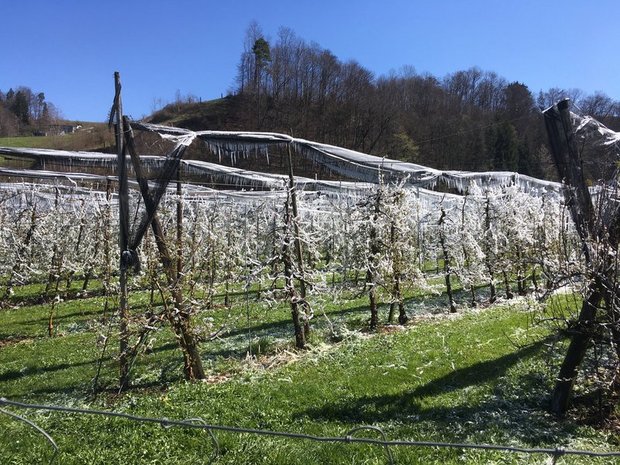 In der Schweiz haben die Obstbauern derzeit mit frostigen Nachttemperaturen zu kämpfen. Hier eine beregnete Obstplantage im Kanton Bern. (Bild jsc)