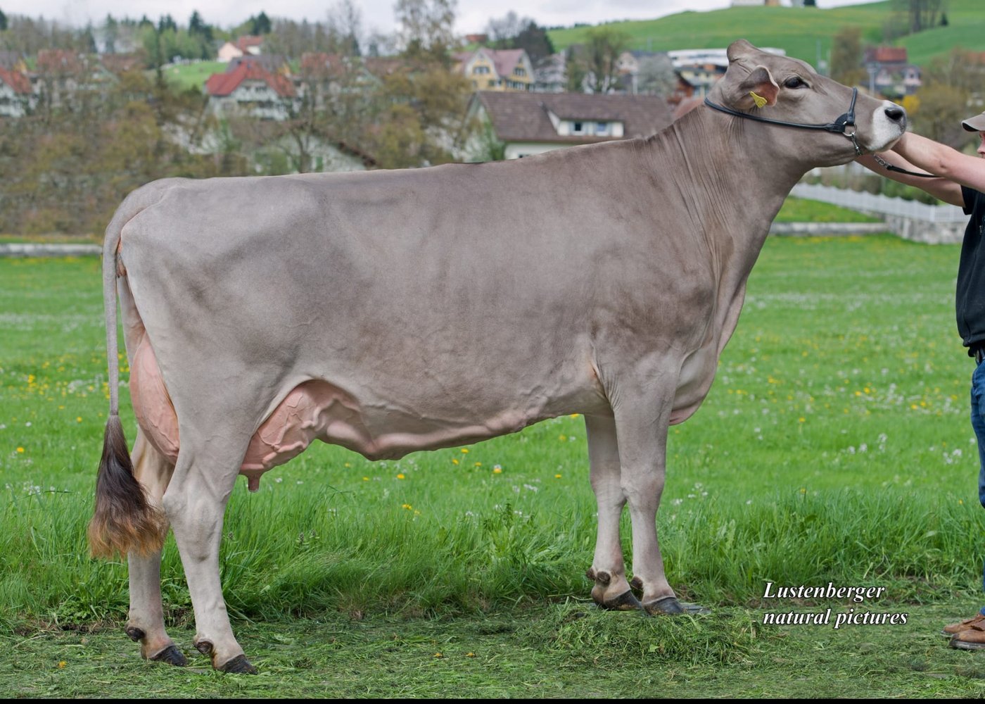 Die Miss Alpstein 2013, Prunki Fabienne von Dölf Fuster. (Bild Viehschau Appenzell)