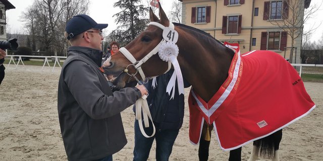 Die Freiberger Hengstkörung in Avenches muss aufgrund der Pandemie ohne Zuschauer durchgeführt werden. (Symbolbild sb)