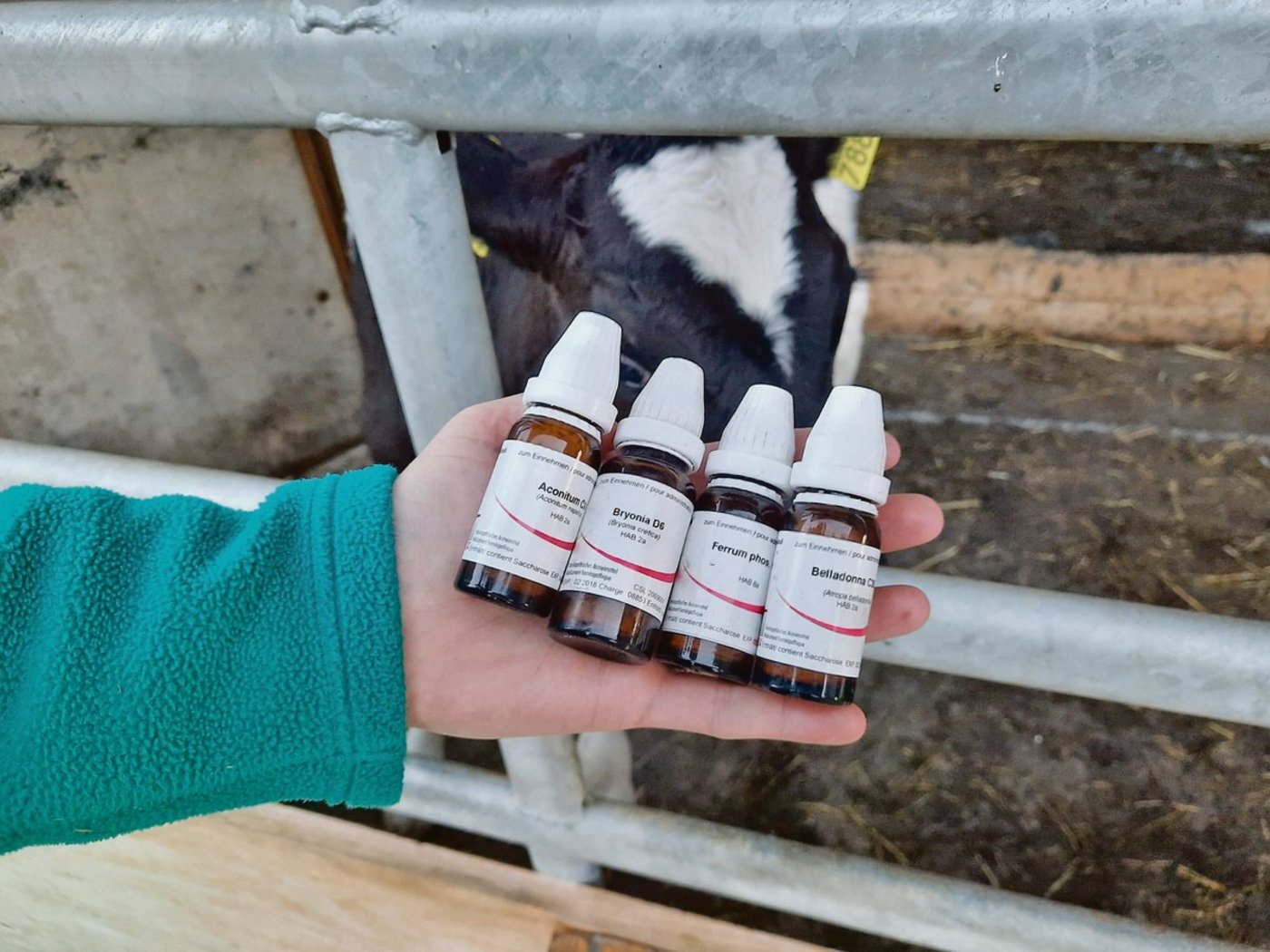 Wer Lungenerkrankungen bei Aufzuchtkälbern homöopathisch behandeln will, muss folgende Mittel in der Stallapotheke haben: Aconitum, Belladonna, Bryonia und Ferrum phosphoricum. (Bild Walter Lüthi)
