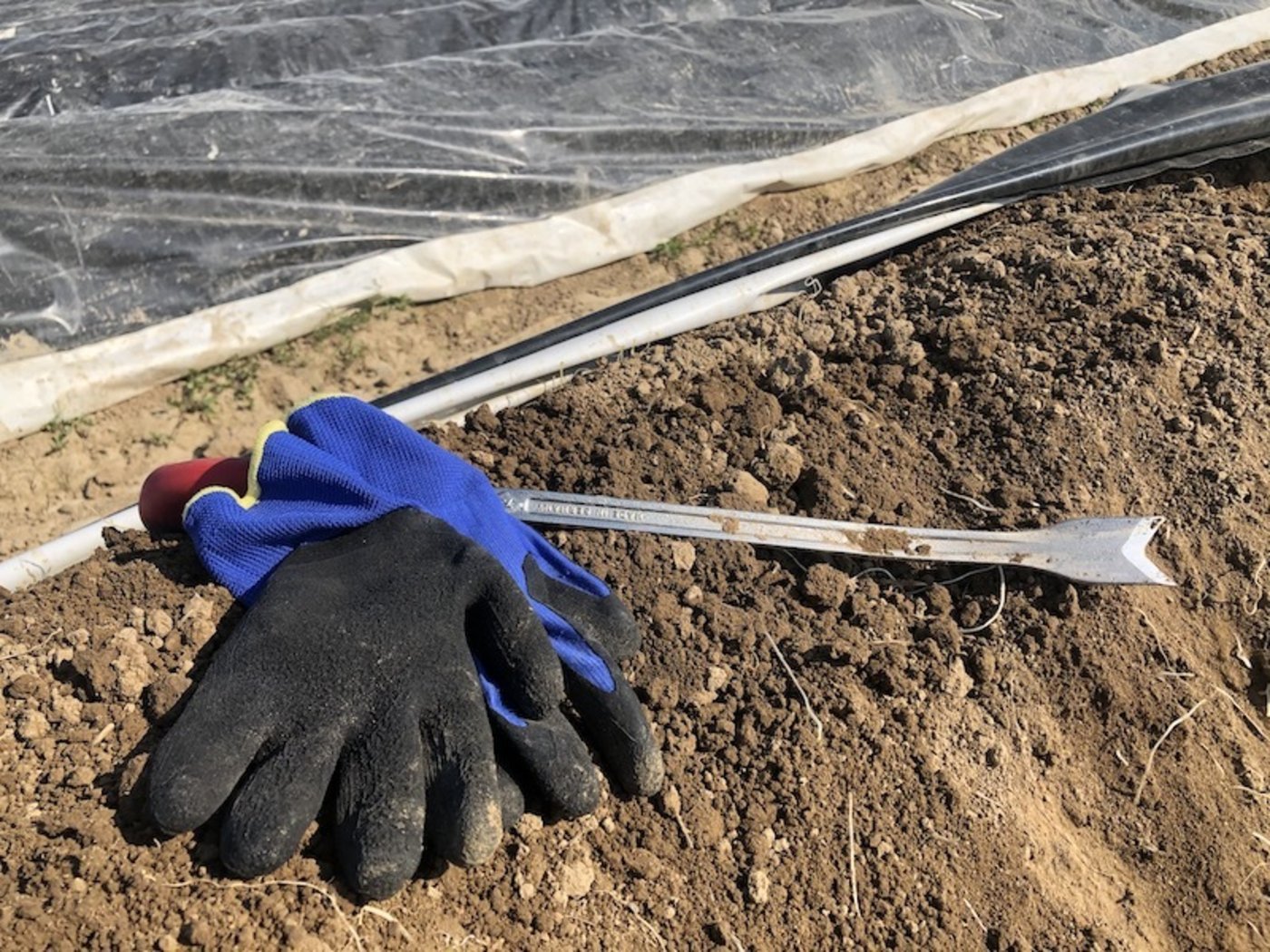 Ausrüstung für Spargelstecher: Stecheisen und Handschuhe.