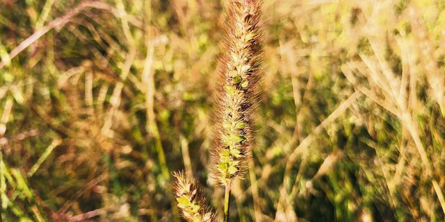 Die graugrüne Borstenhirse hat zwischen den Ährchen raue, gelbrote Rispenästchen.