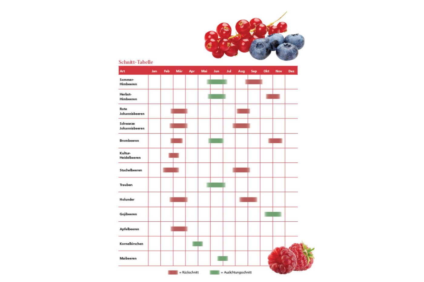 Wann ist der richtige Zeitpunkt, um Beerensträucher zurückzuschneiden oder auszulichten? Diese Übersicht hilft weiter. 