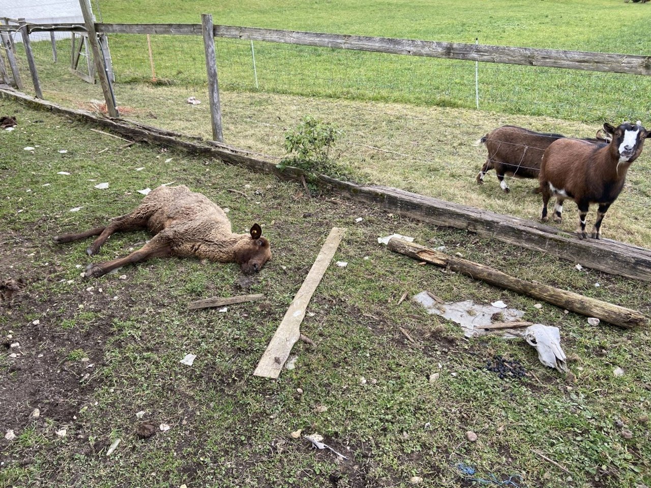 Der Tierschutzfall in Oftringen erregte im Februar Aufsehen. Ein 57-jähriger Schweizer Tierhalter war zunächst festgenommen worden, nachdem auf seinem Grundstück etliche tote Tiere und Tiere in teilweise sehr schlechtem zustand entdeckt worden waren. (Bild Kantonspolizei Aargau)