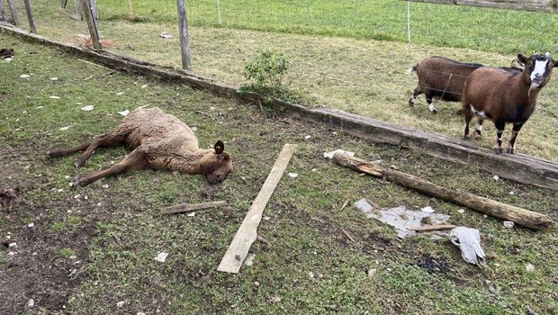 Der Tierschutzfall in Oftringen erregte im Februar Aufsehen. Ein 57-jähriger Schweizer Tierhalter war zunächst festgenommen worden, nachdem auf seinem Grundstück etliche tote Tiere und Tiere in teilweise sehr schlechtem zustand entdeckt worden waren. (Bild Kantonspolizei Aargau)