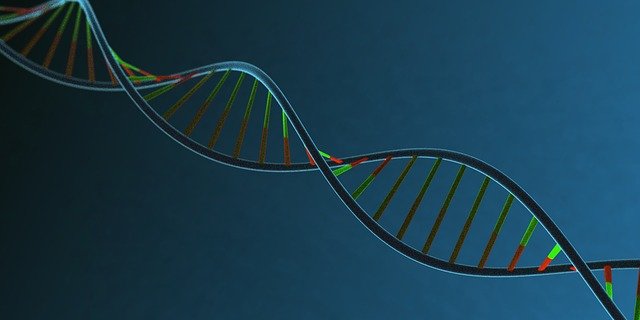 Die Veränderung Gentmaterial in der Landwirtschaft ist in der Schweiz umstritten. (Symbolbild Pixabay)